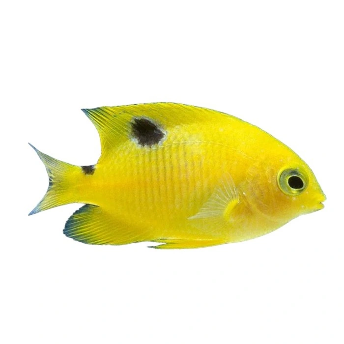 Stegastes planifrons